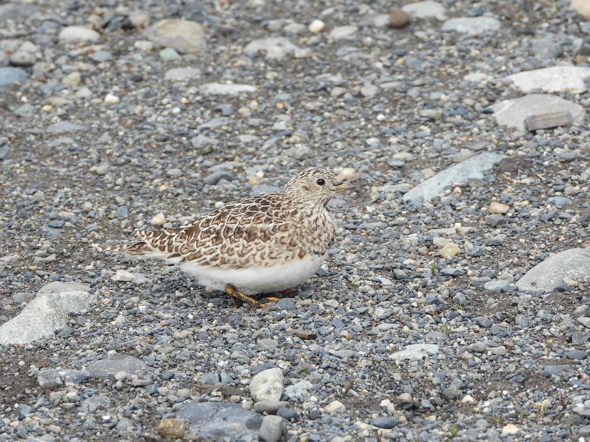 Least Seedsnipe - ML643352161