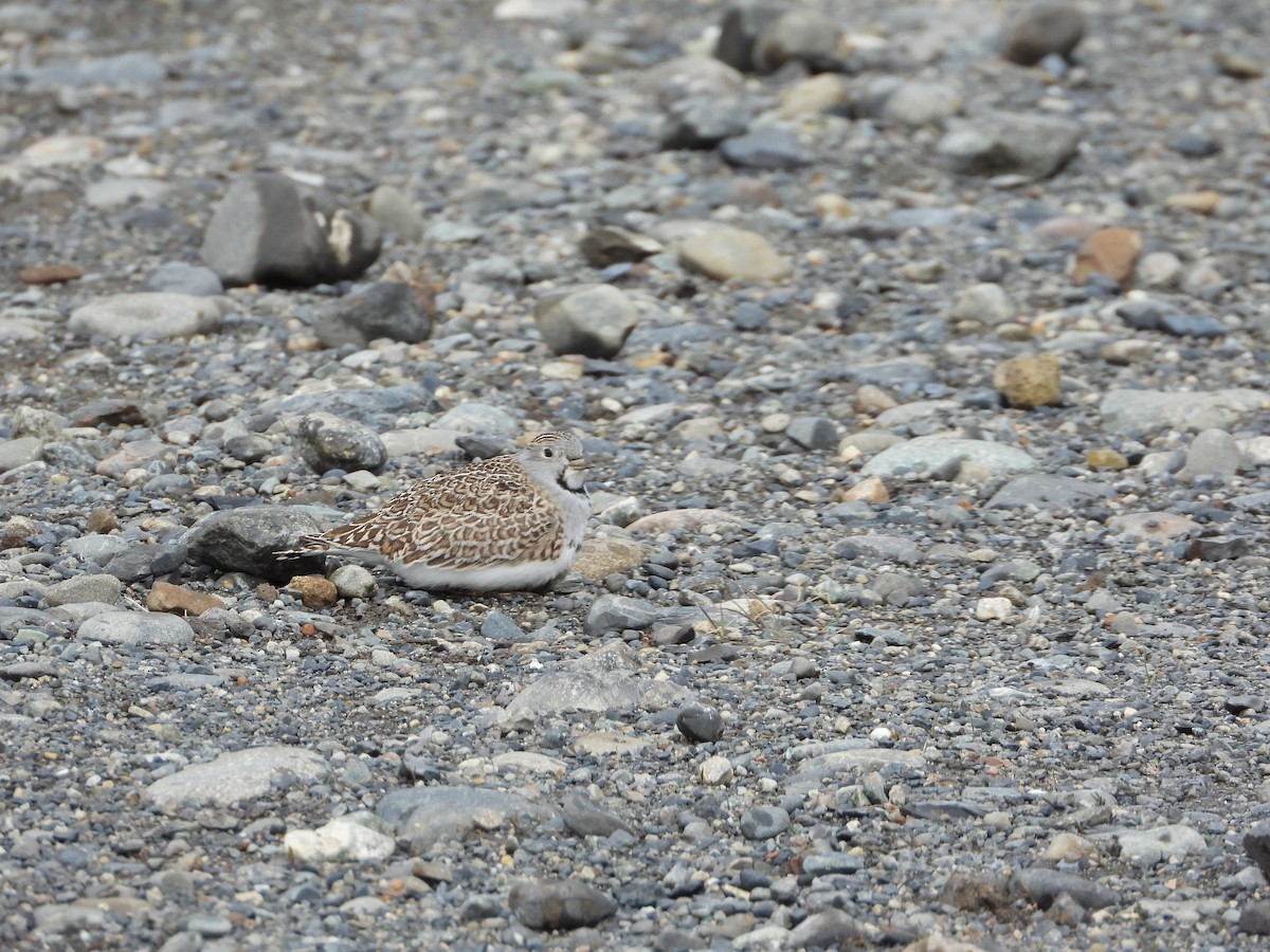 Least Seedsnipe - ML643352162