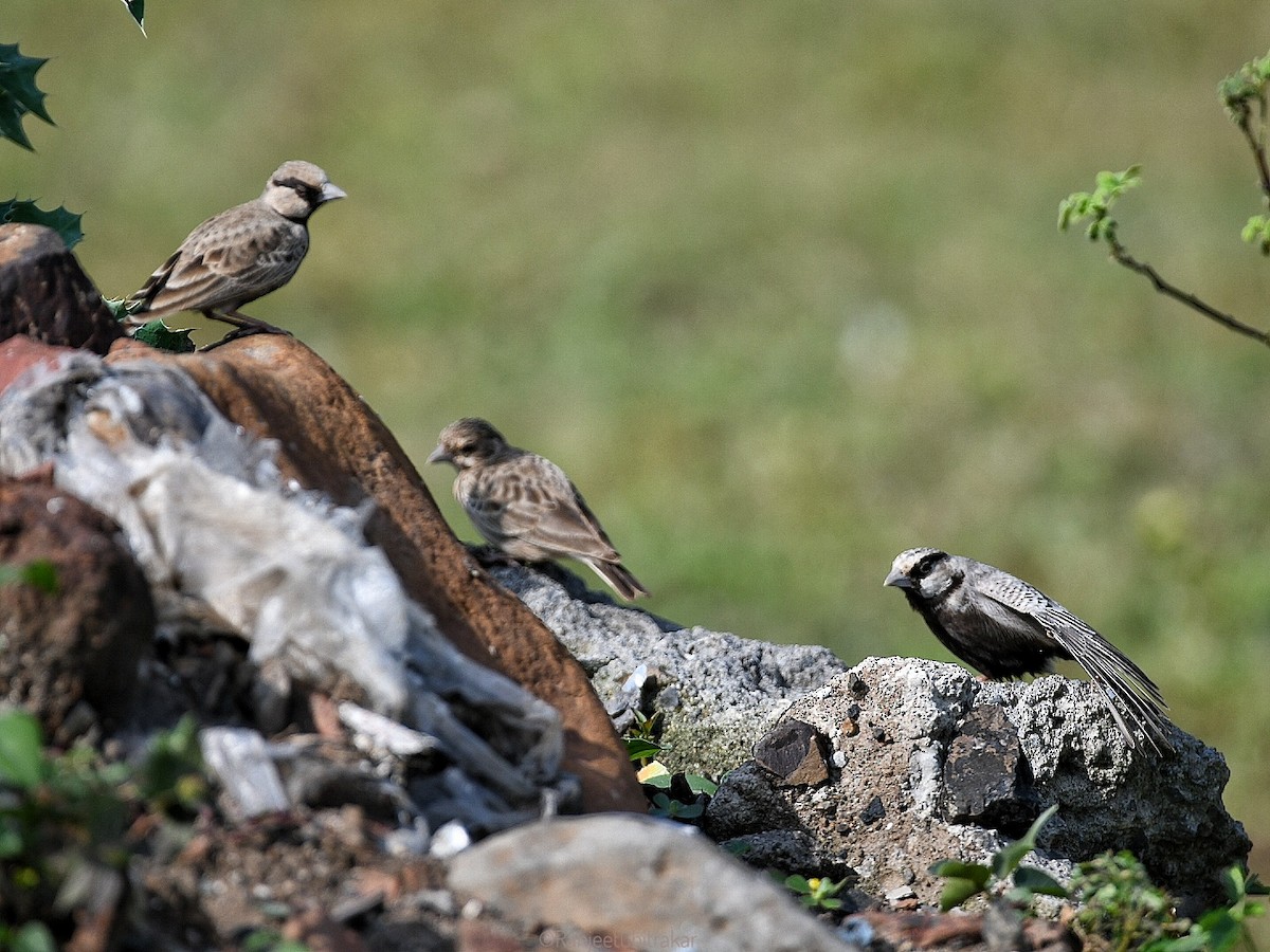 Ashy-crowned Sparrow-Lark - ML643352171