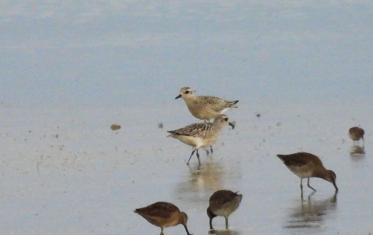 Black-bellied Plover - ML643352179
