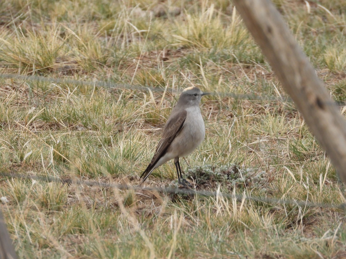 Ochre-naped Ground-Tyrant - ML643352184