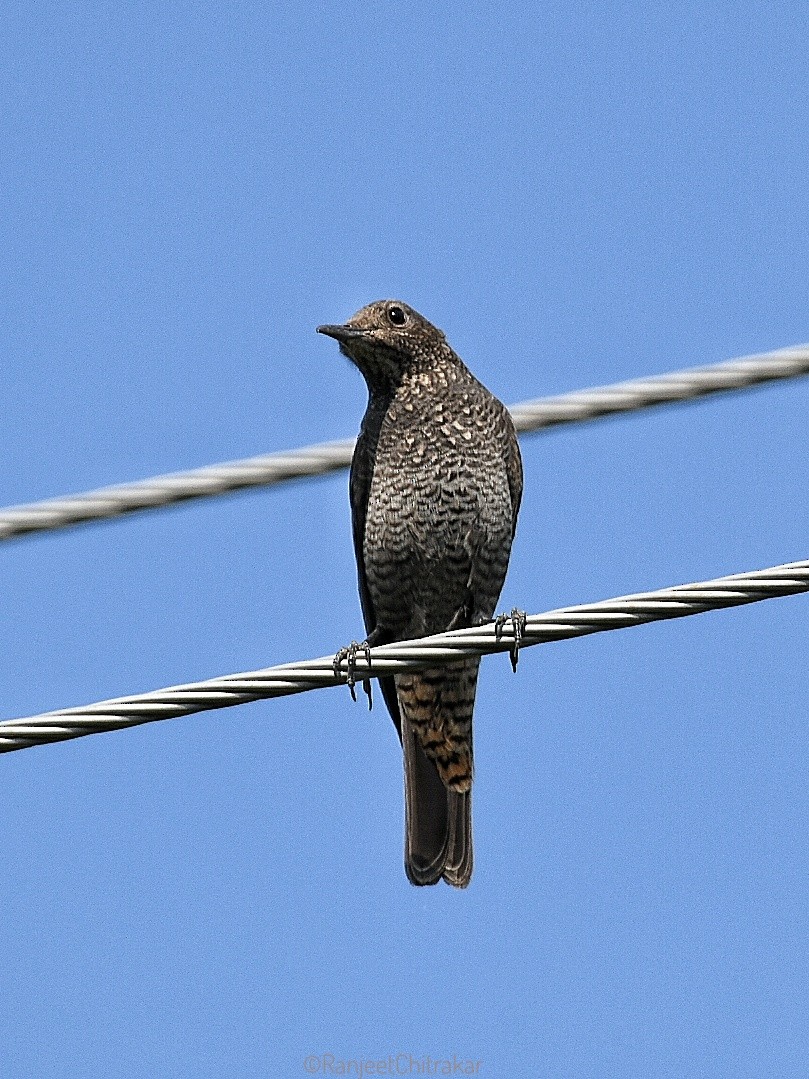 Passero solitario - ML643352190