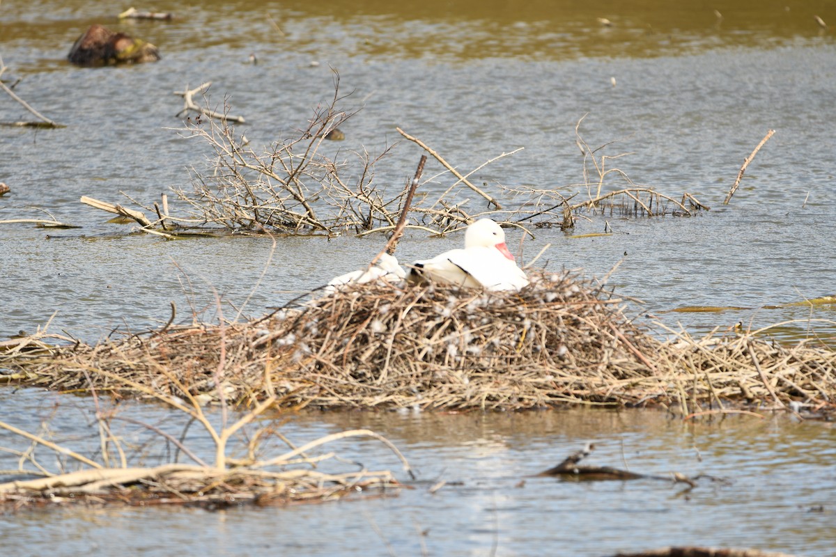 Coscoroba Swan - ML643352200