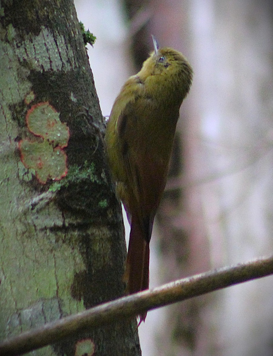 Olivaceous Woodcreeper - ML643352207