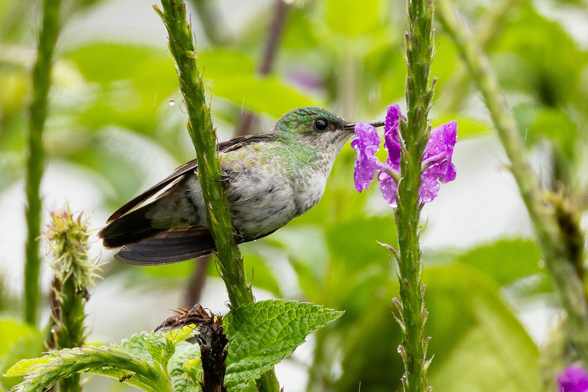 Golden-tailed Sapphire - ML643352225