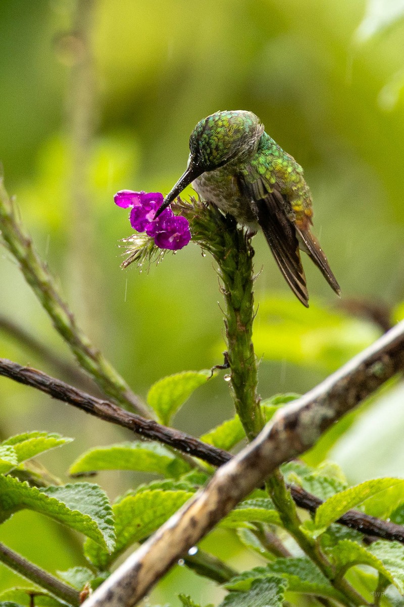 Golden-tailed Sapphire - ML643352226
