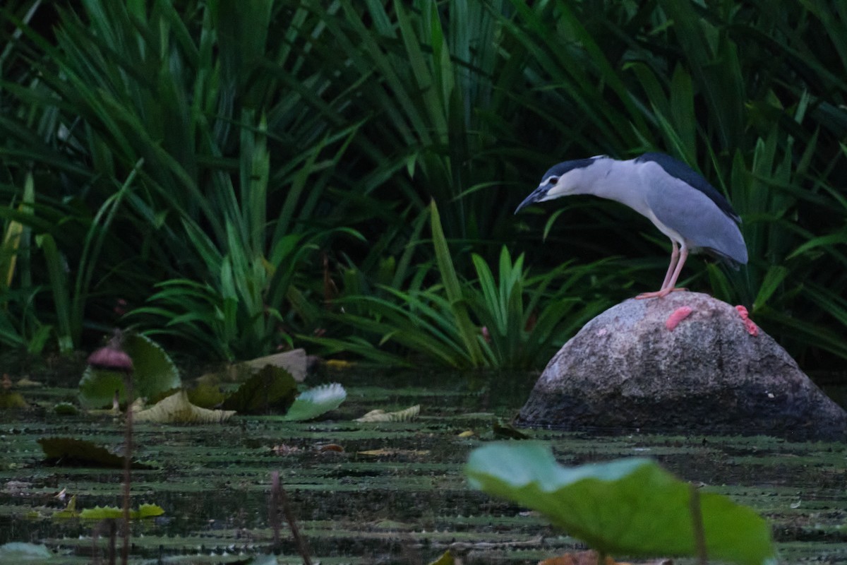 Black-crowned Night Heron - ML643352231