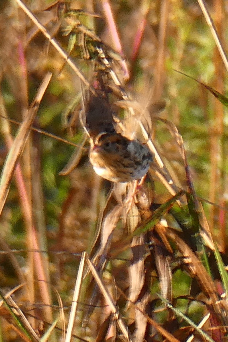 LeConte's Sparrow - ML643352272