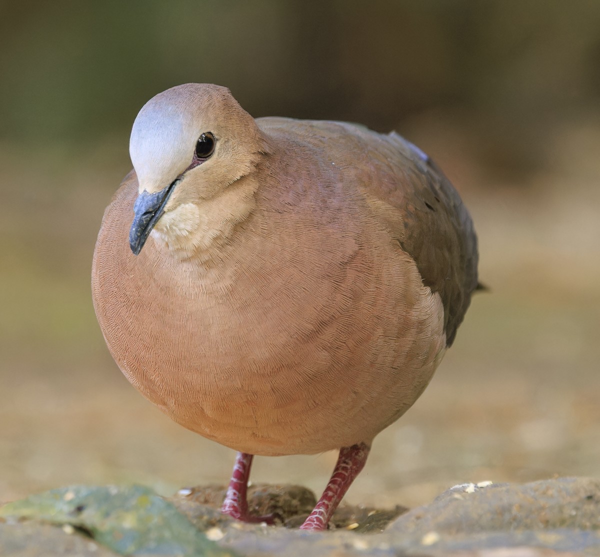 gråpannedue - ML643352279