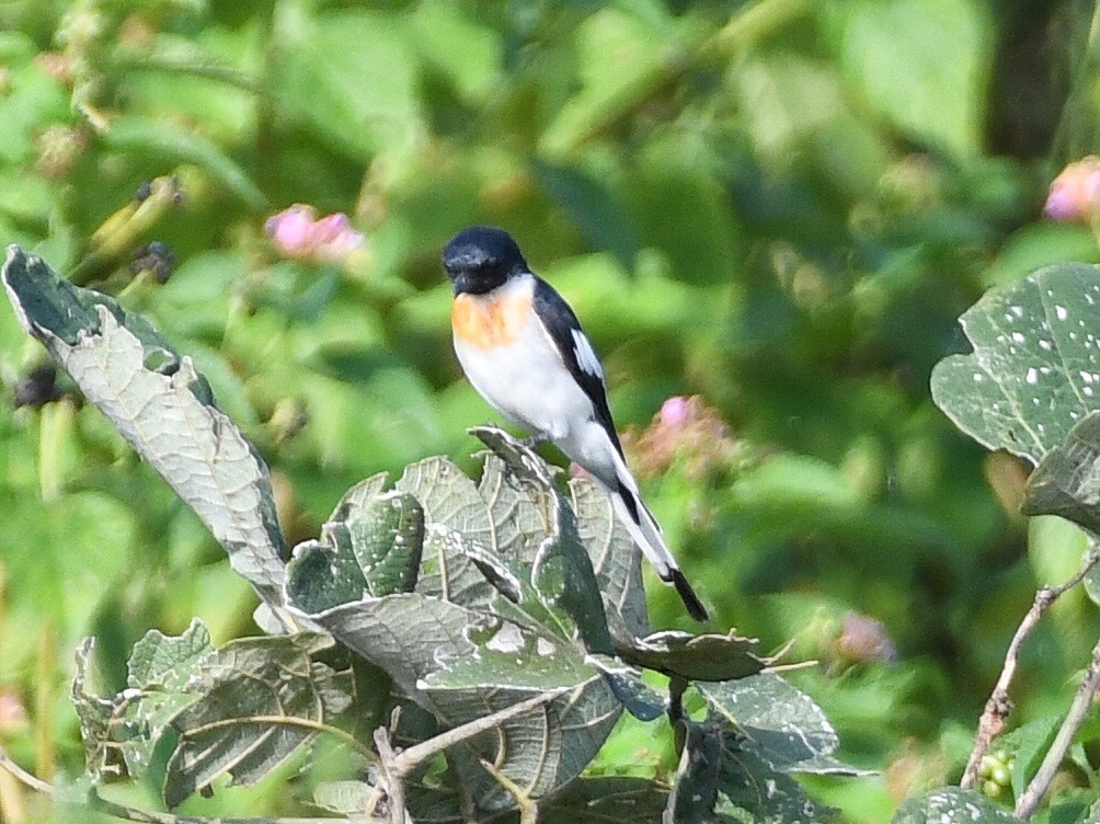 White-bellied Minivet - ML643352299