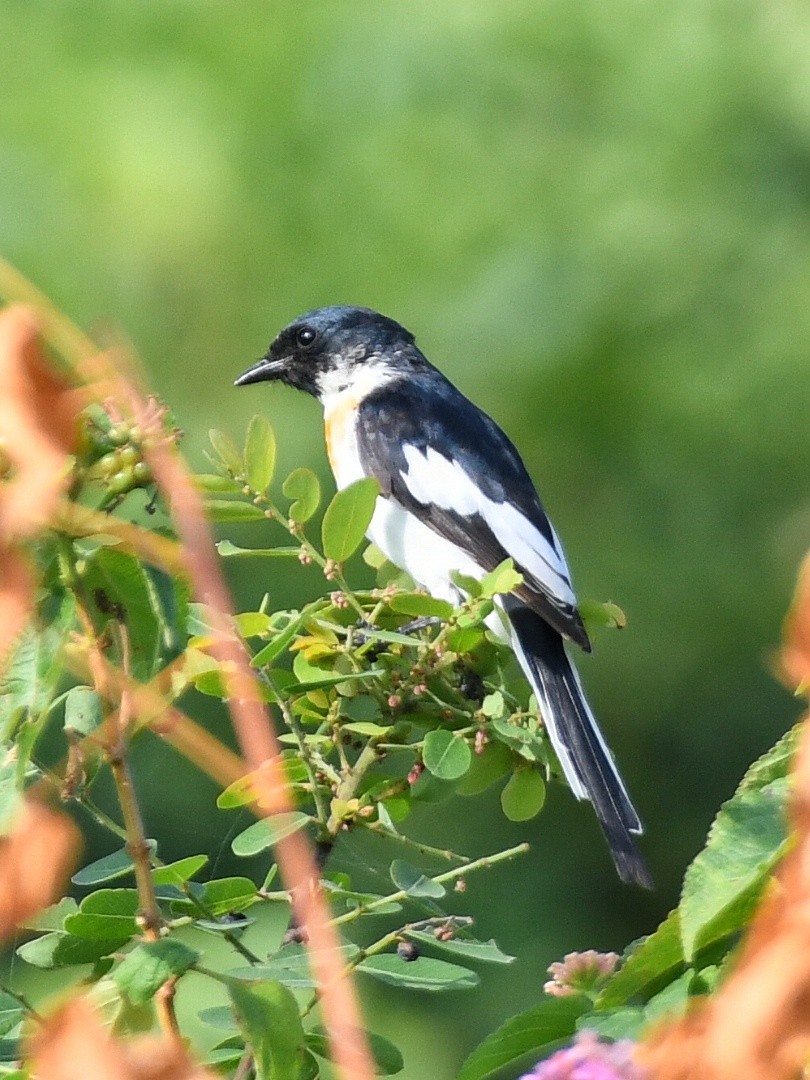 White-bellied Minivet - ML643352300