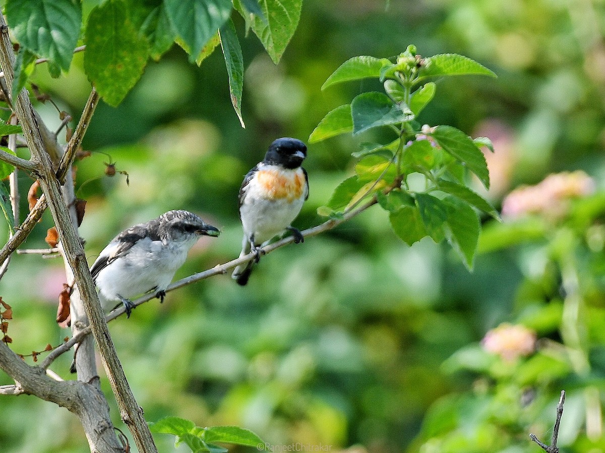 White-bellied Minivet - ML643352301