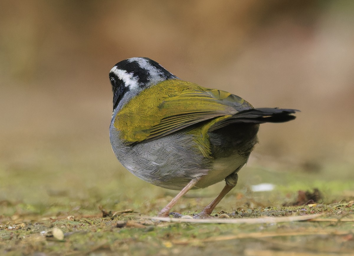 Half-collared Sparrow - ML643352303