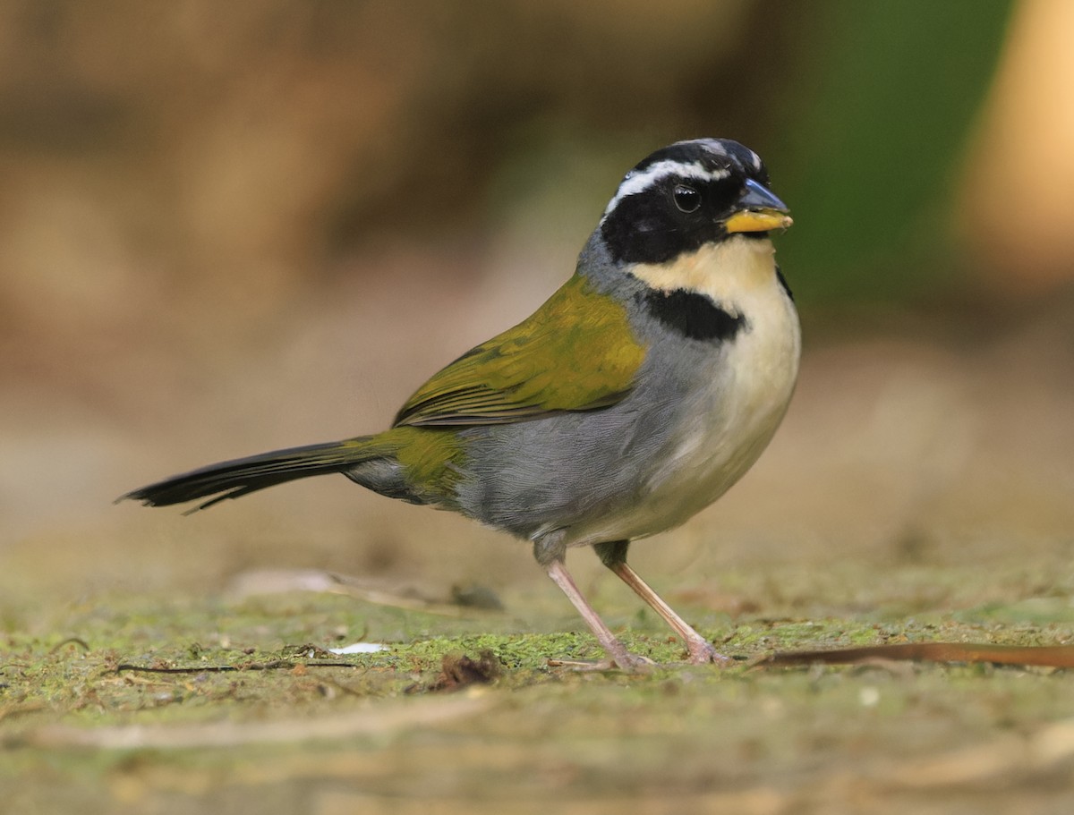Half-collared Sparrow - ML643352304