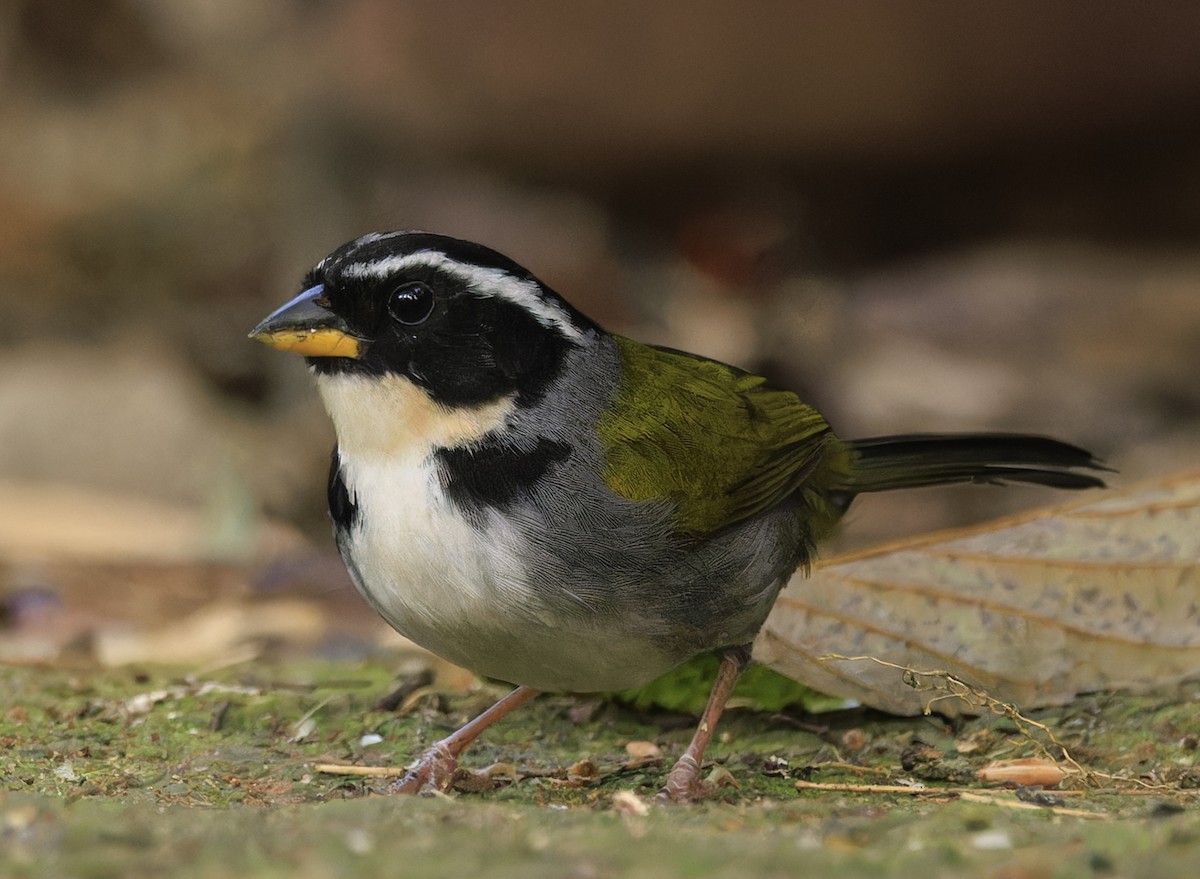 Half-collared Sparrow - ML643352305