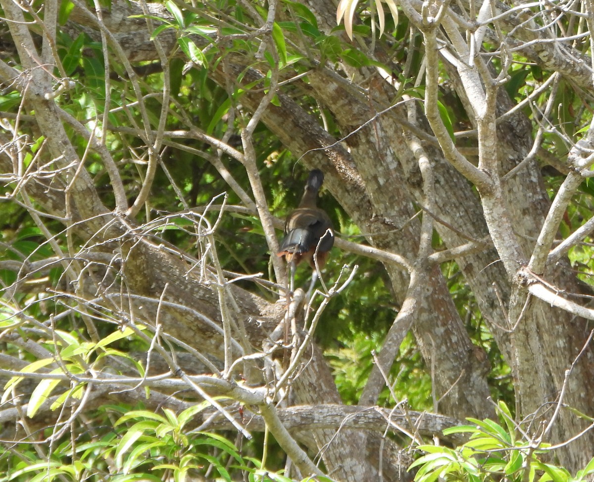 Rufous-vented Chachalaca - ML643352306