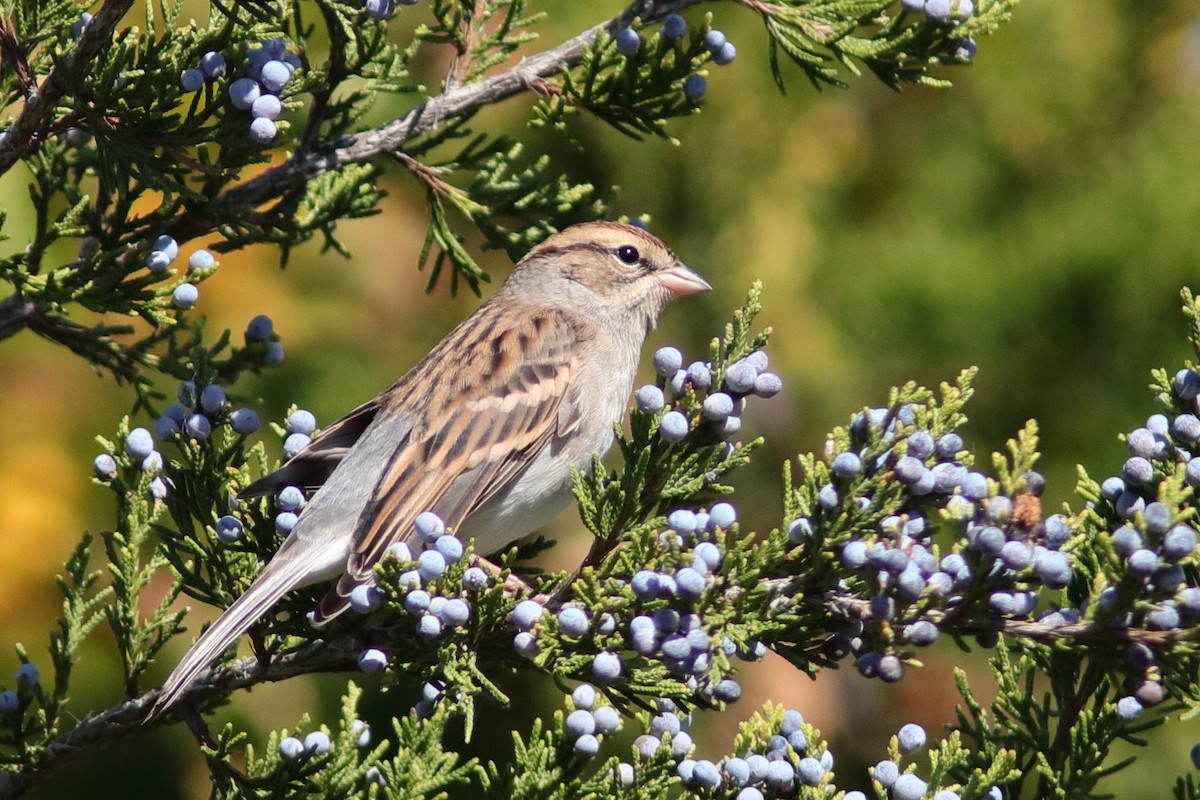 Chipping Sparrow - ML643352323