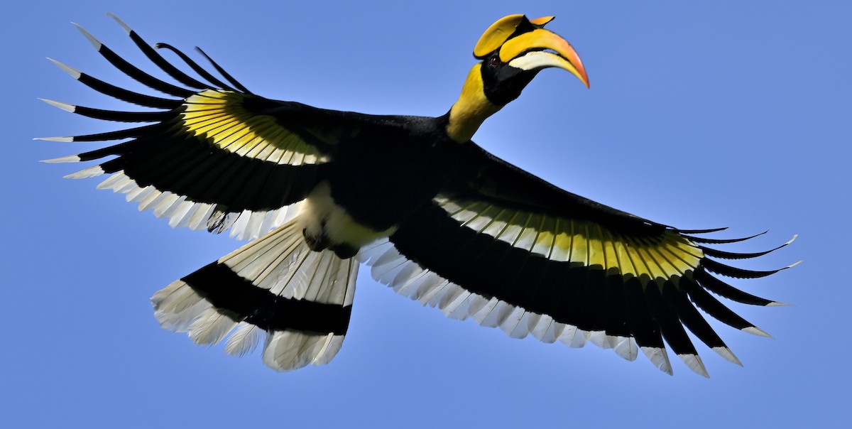 Great Hornbill - ML643352339