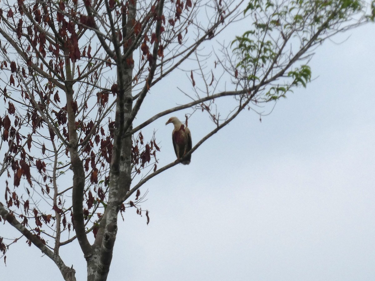 Palm-nut Vulture - ML643352340