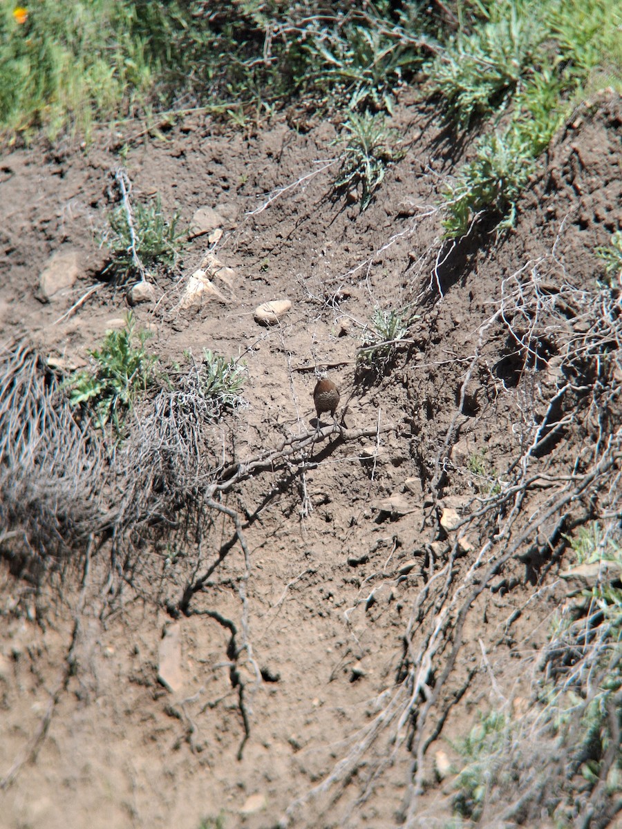 Moustached Turca - ML643352342