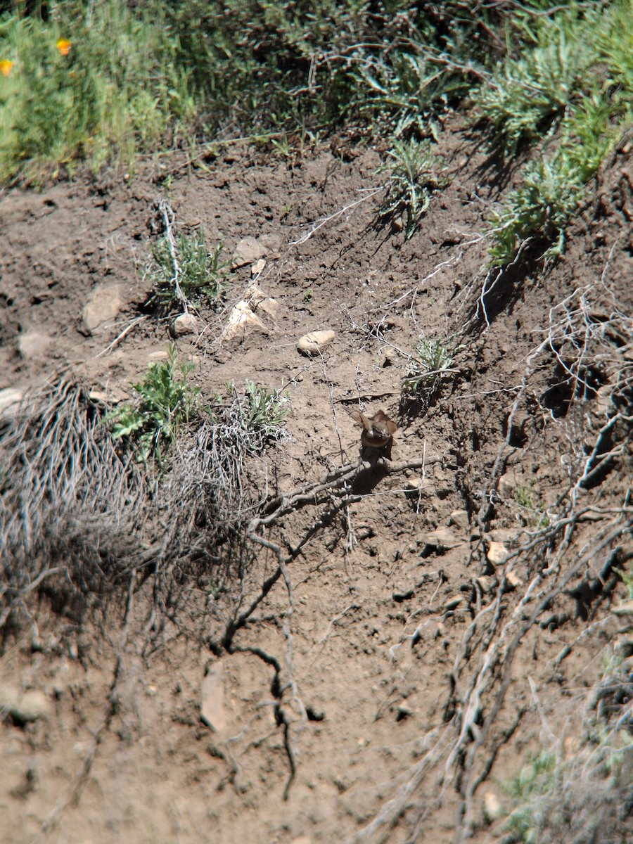 Moustached Turca - ML643352344