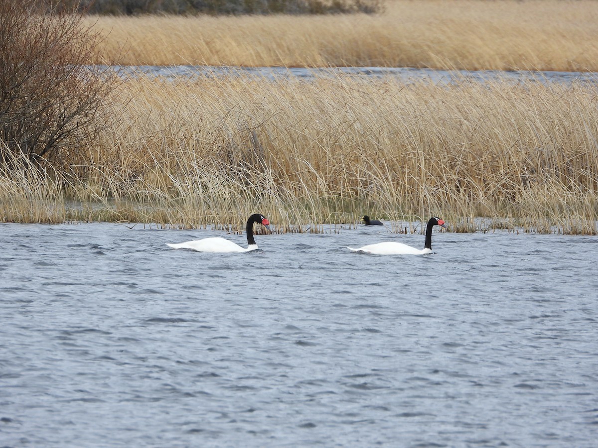 Black-necked Swan - ML643352353