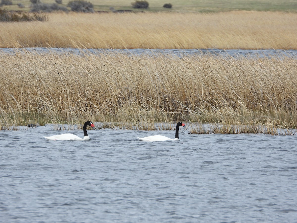Black-necked Swan - ML643352354
