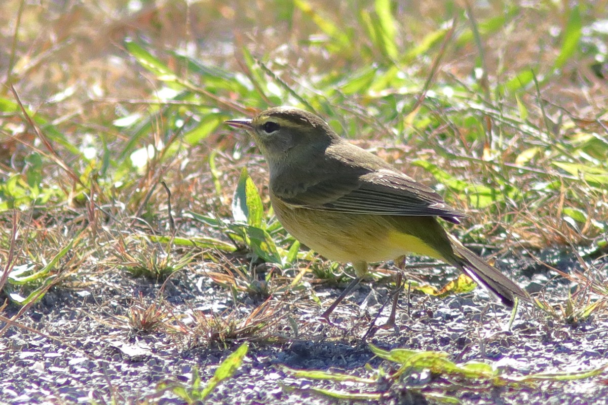 Palm Warbler - ML643352379