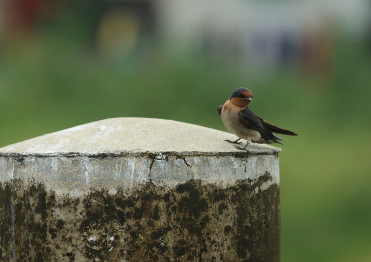 Pacific Swallow - ML643352381