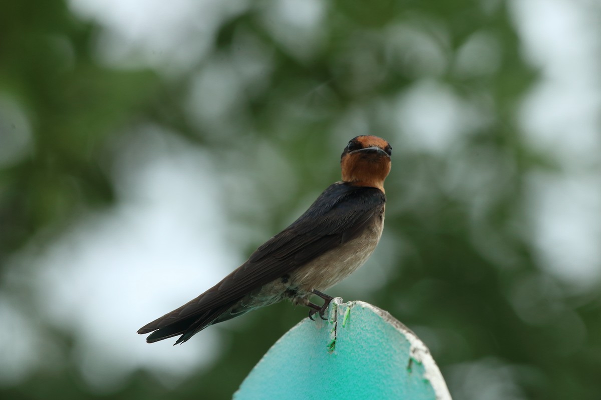 Pacific Swallow - ML643352382