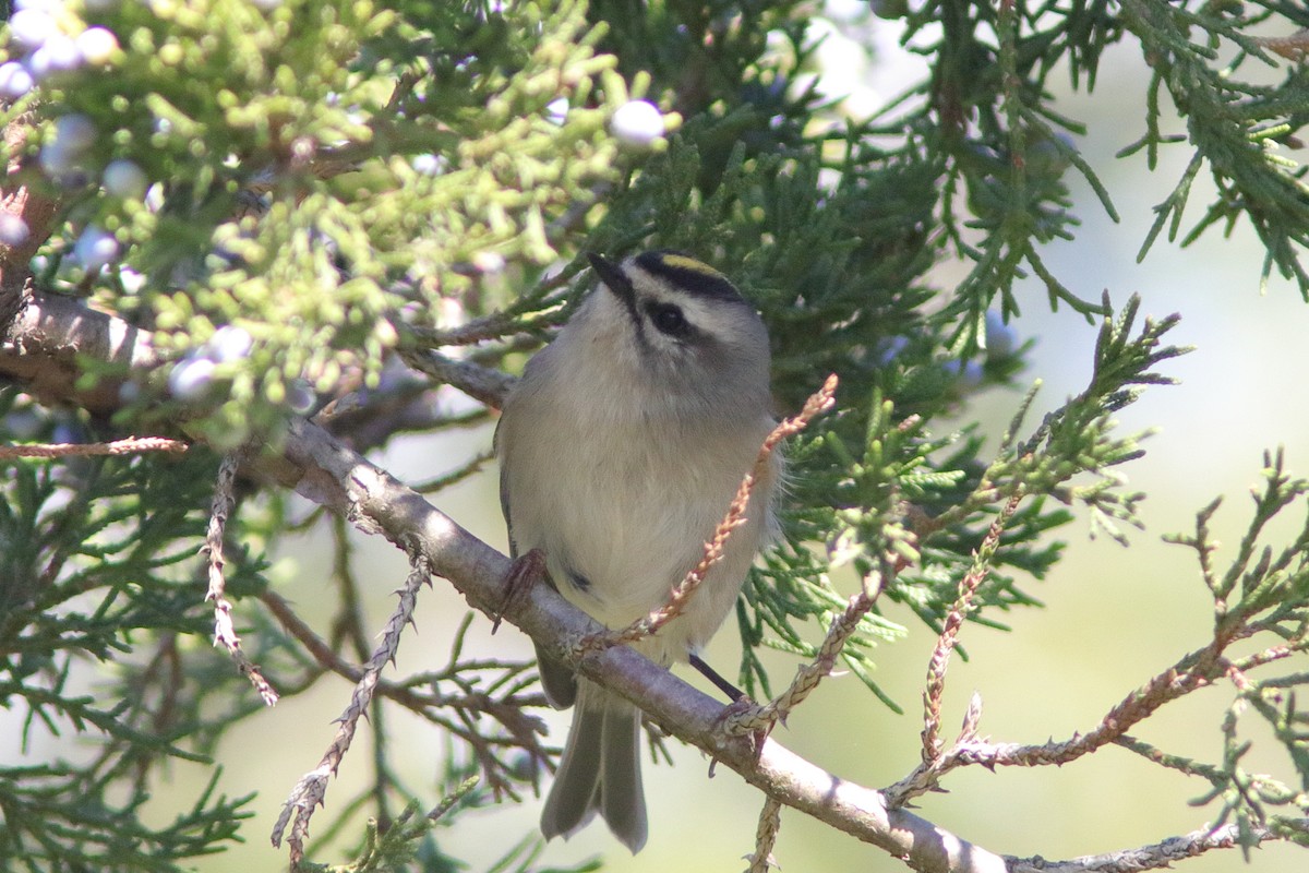 Golden-crowned Kinglet - ML643352400