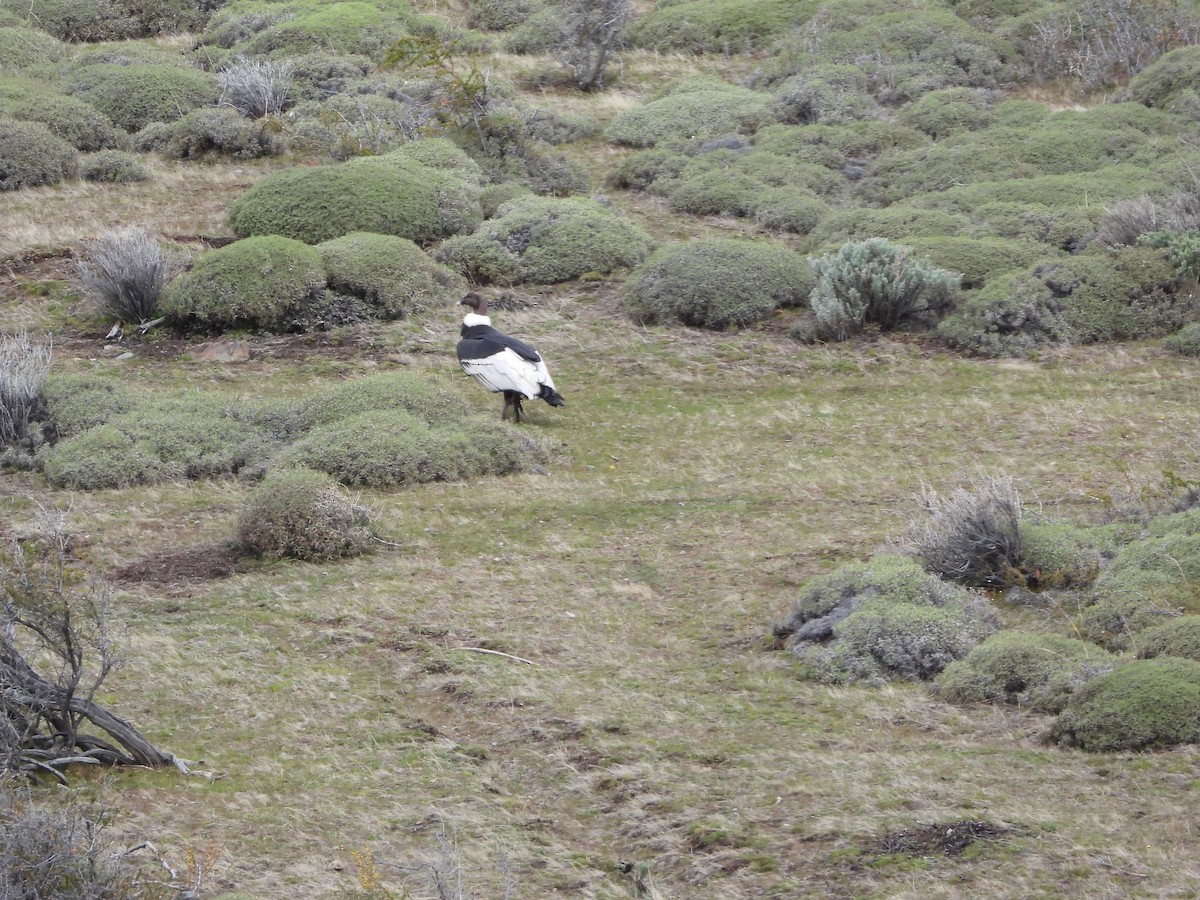 Andean Condor - ML643352401