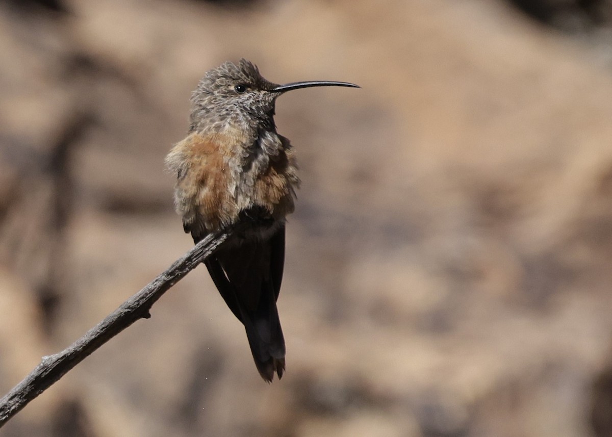 Wedge-tailed Hillstar - ML643352415