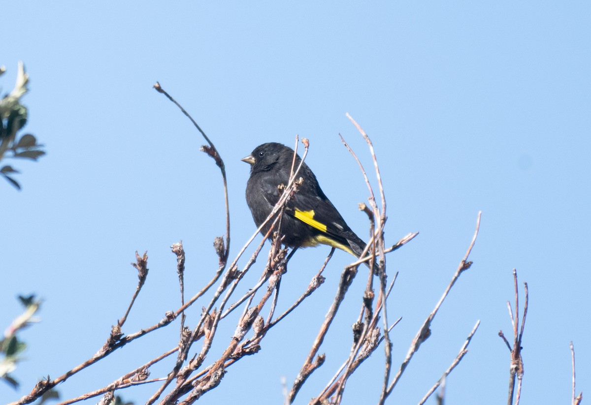 Black Siskin - ML643352416