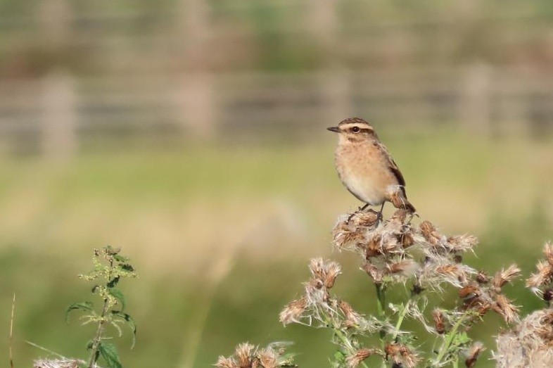 Whinchat - ML643352437