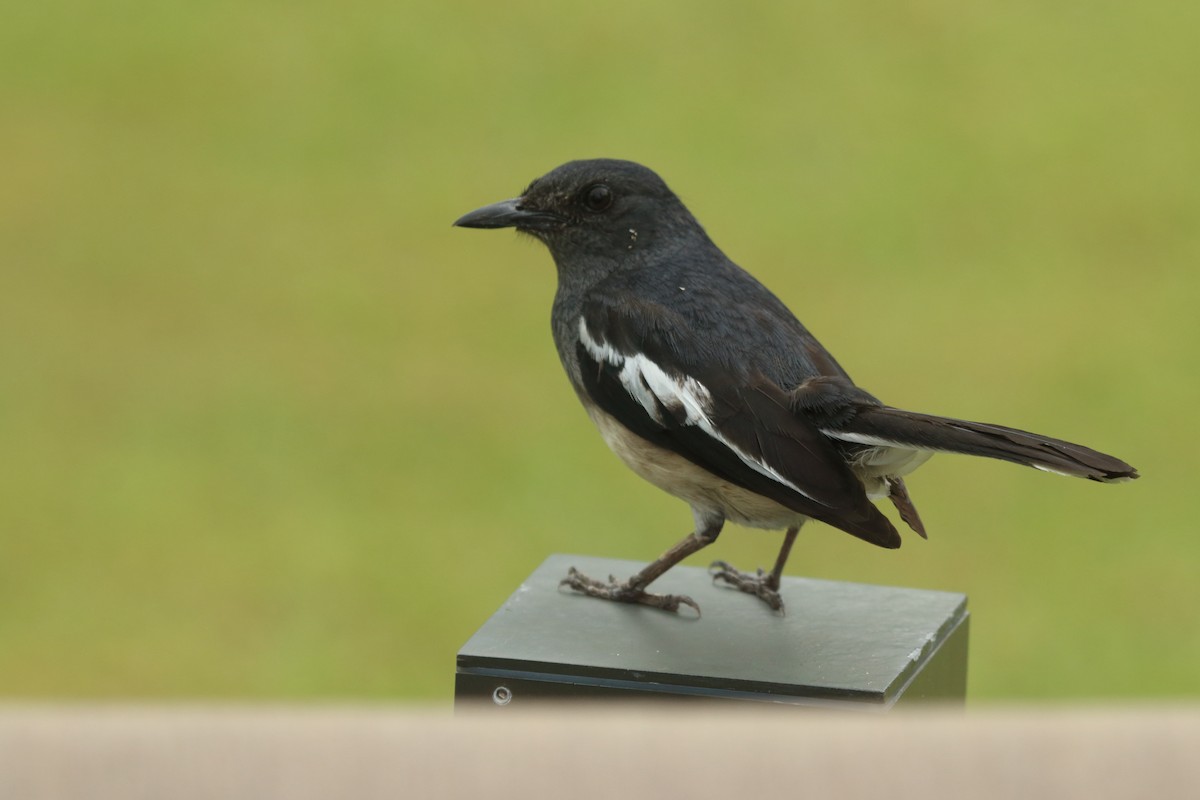 Oriental Magpie-Robin - ML643352439