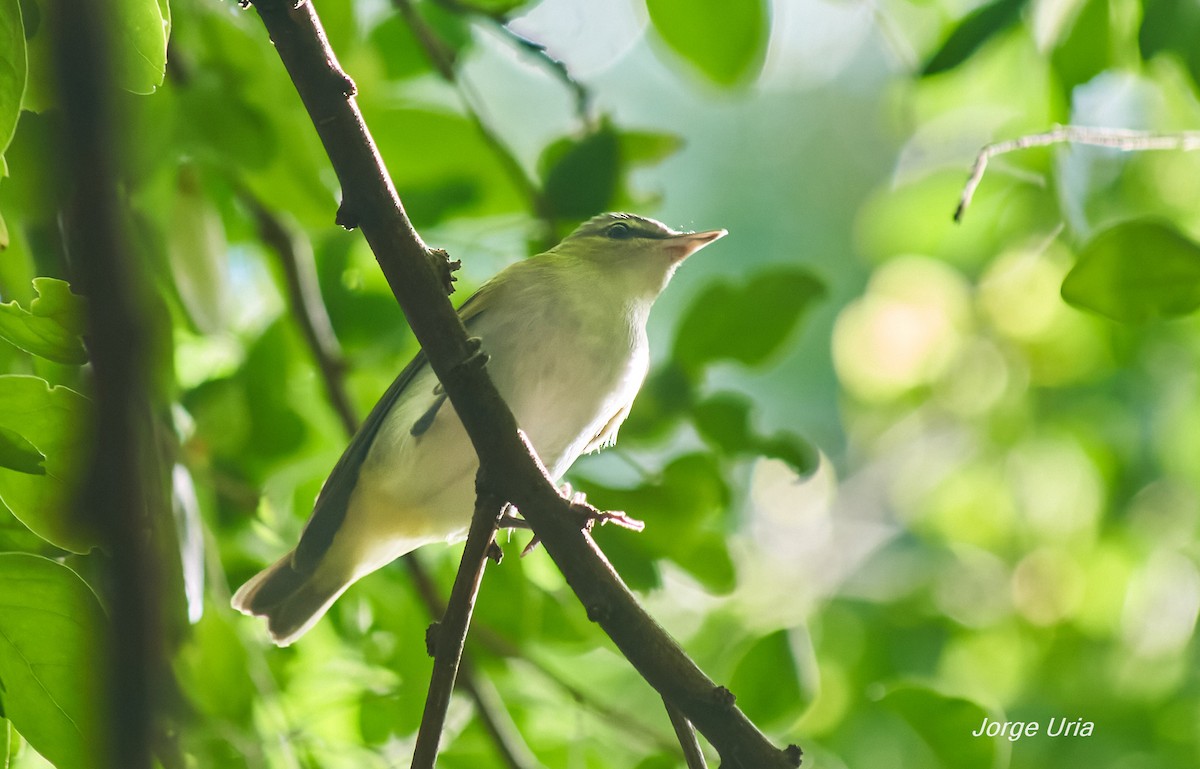 Red-eyed Vireo - ML643352446