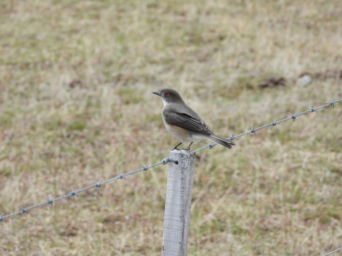 Fire-eyed Diucon - ML643352452