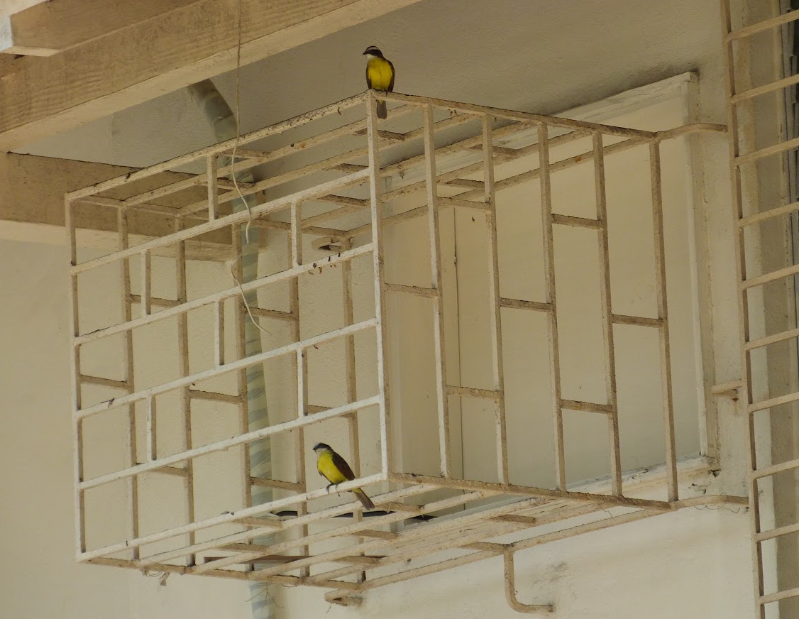 Social Flycatcher - ML643352459