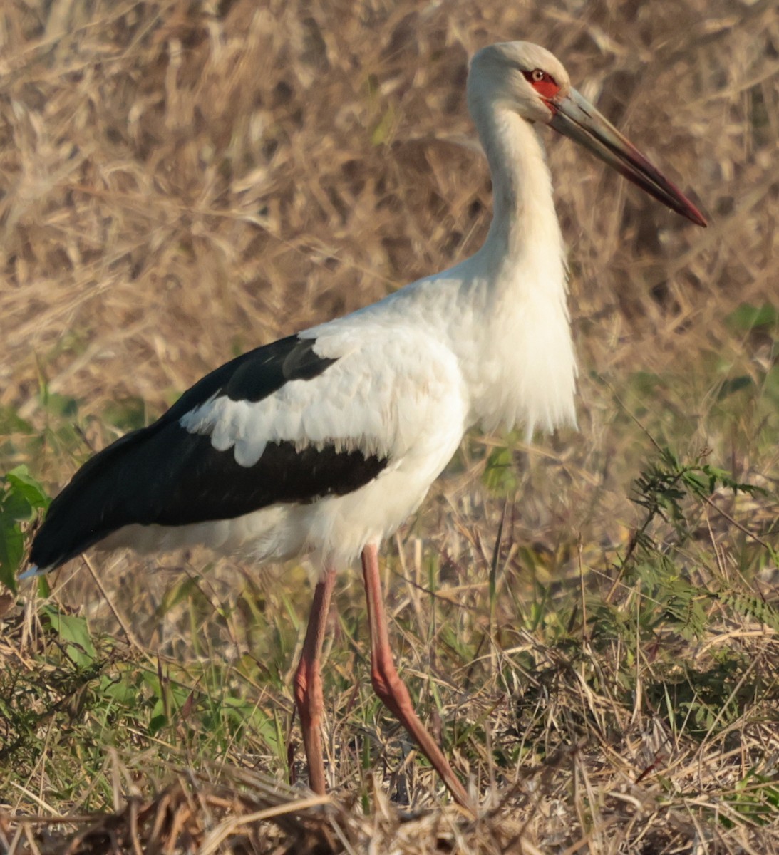 Maguari Stork - ML643352462