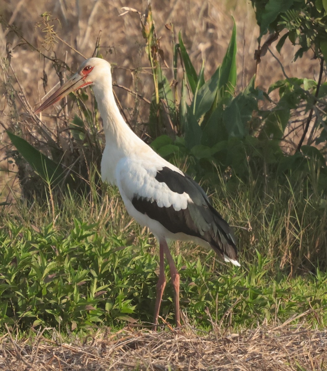 Maguari Stork - ML643352463