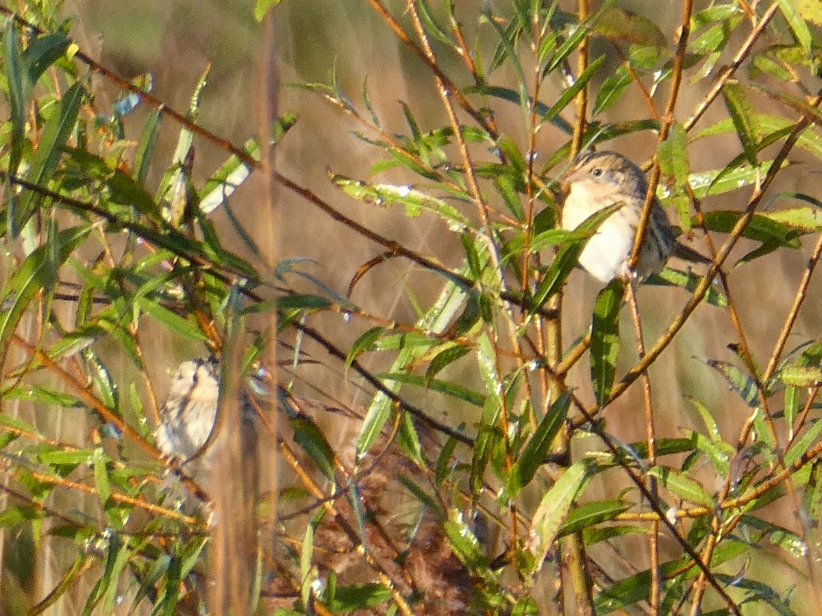 LeConte's Sparrow - ML643352491