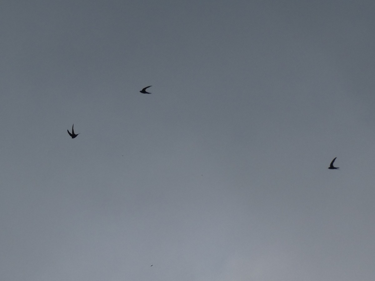 Common Swift - ML643352527
