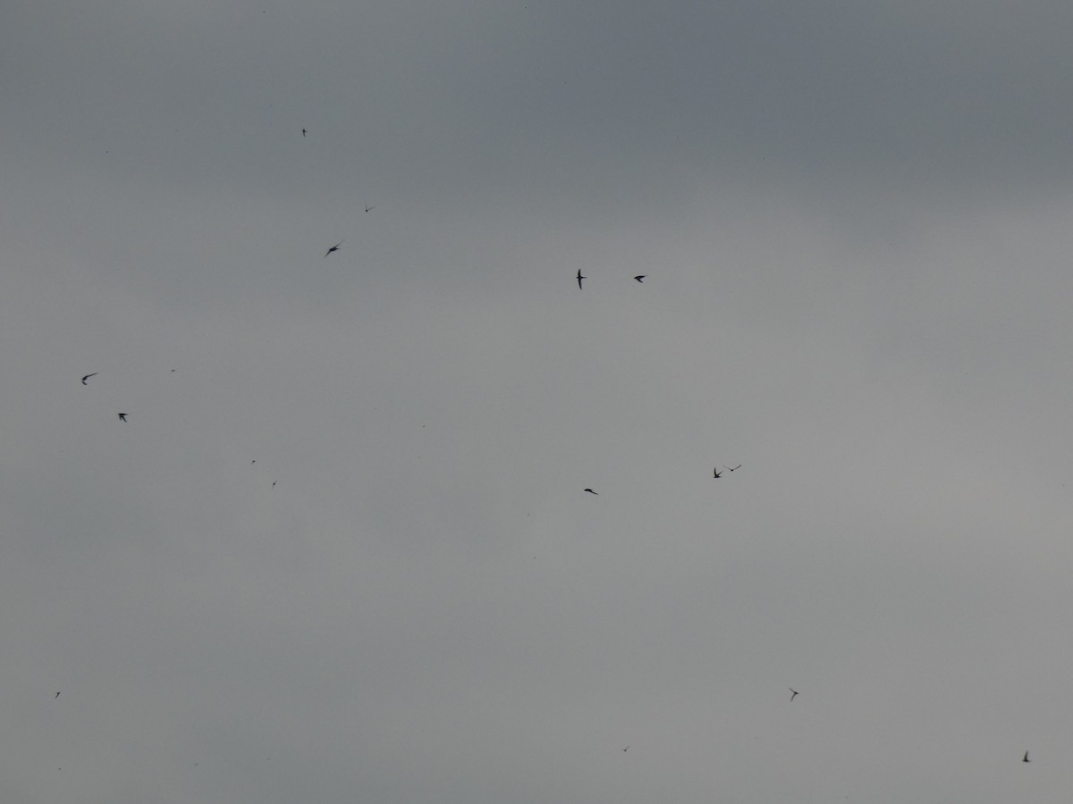 Common Swift - ML643352528