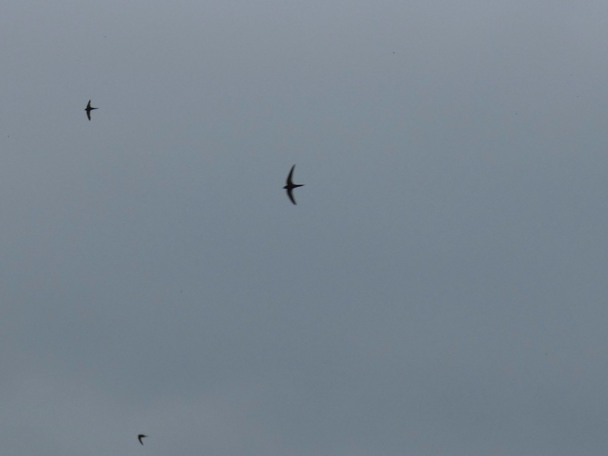 Common Swift - ML643352529