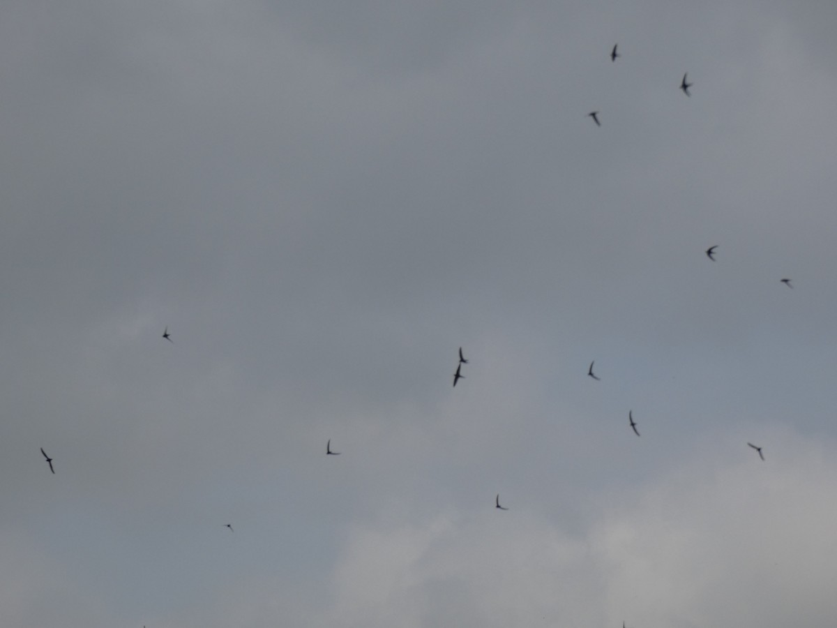 Common Swift - ML643352566
