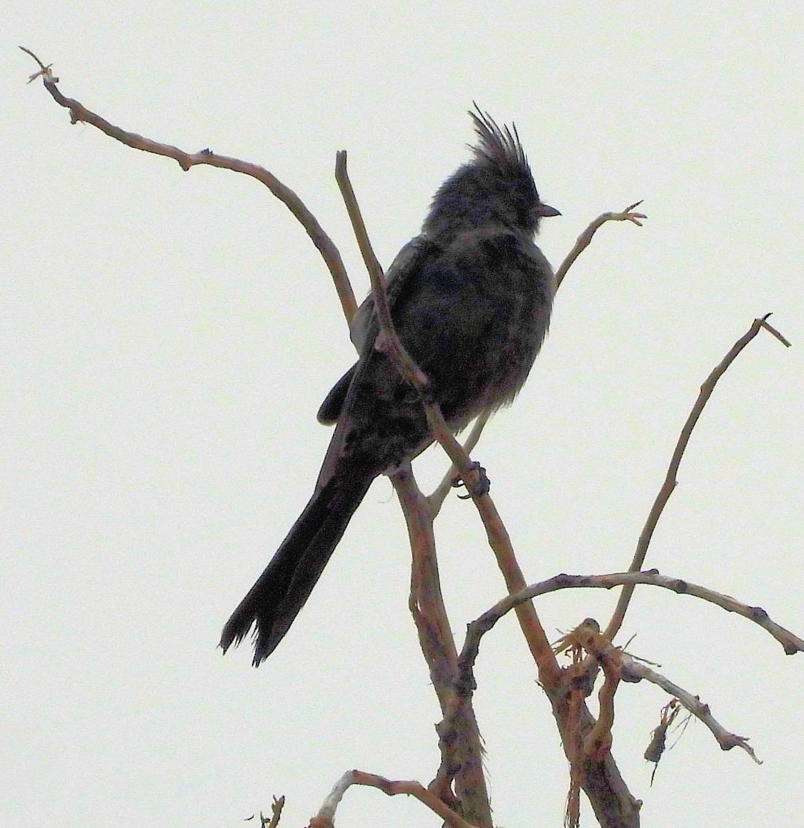 Phainopepla - ML643352568