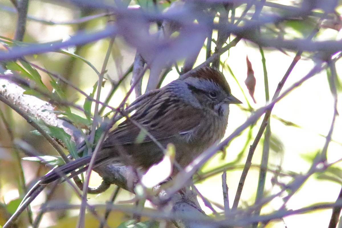Swamp Sparrow - ML643352570