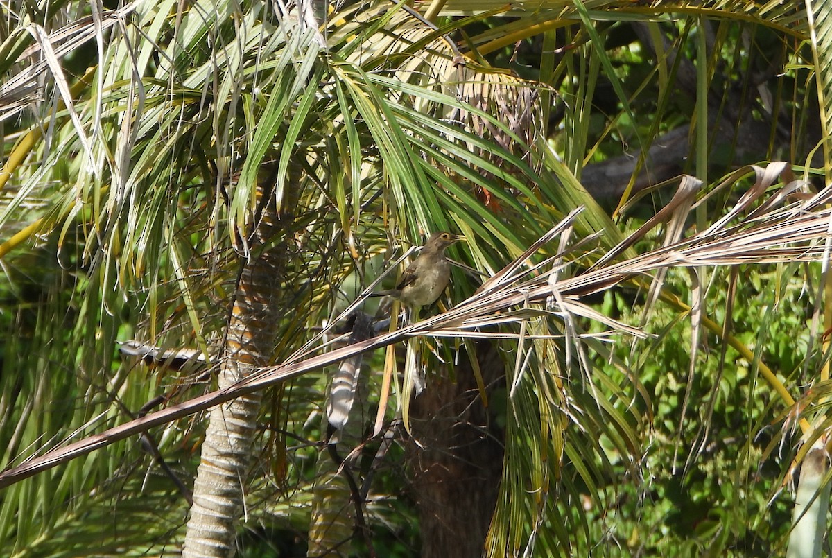 Spectacled Thrush - ML643352587