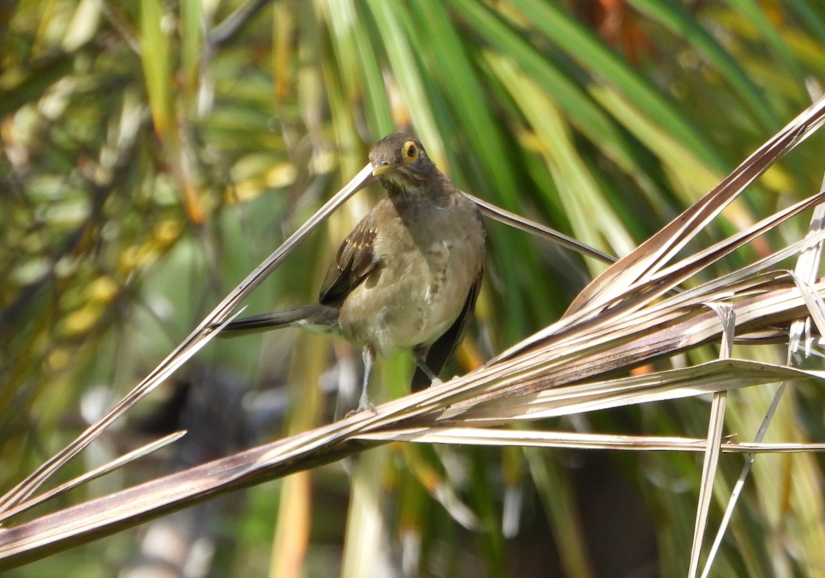 Spectacled Thrush - ML643352588